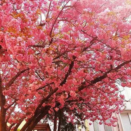 Unicorniselit Апартаменты *