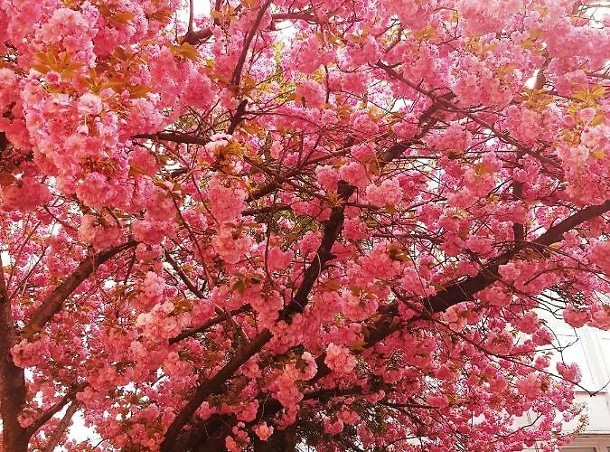 Unicorniselit Lägenhet *